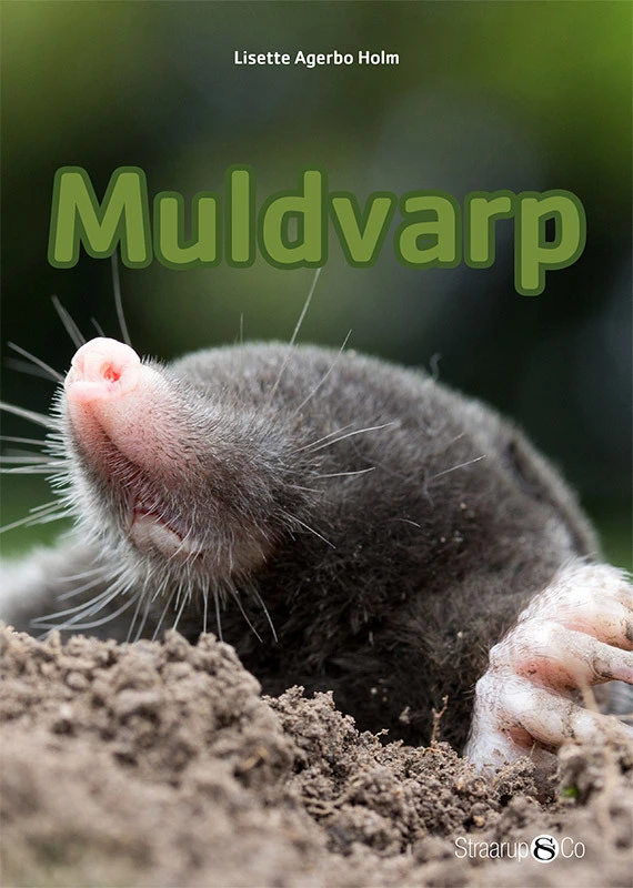 Muldvarp