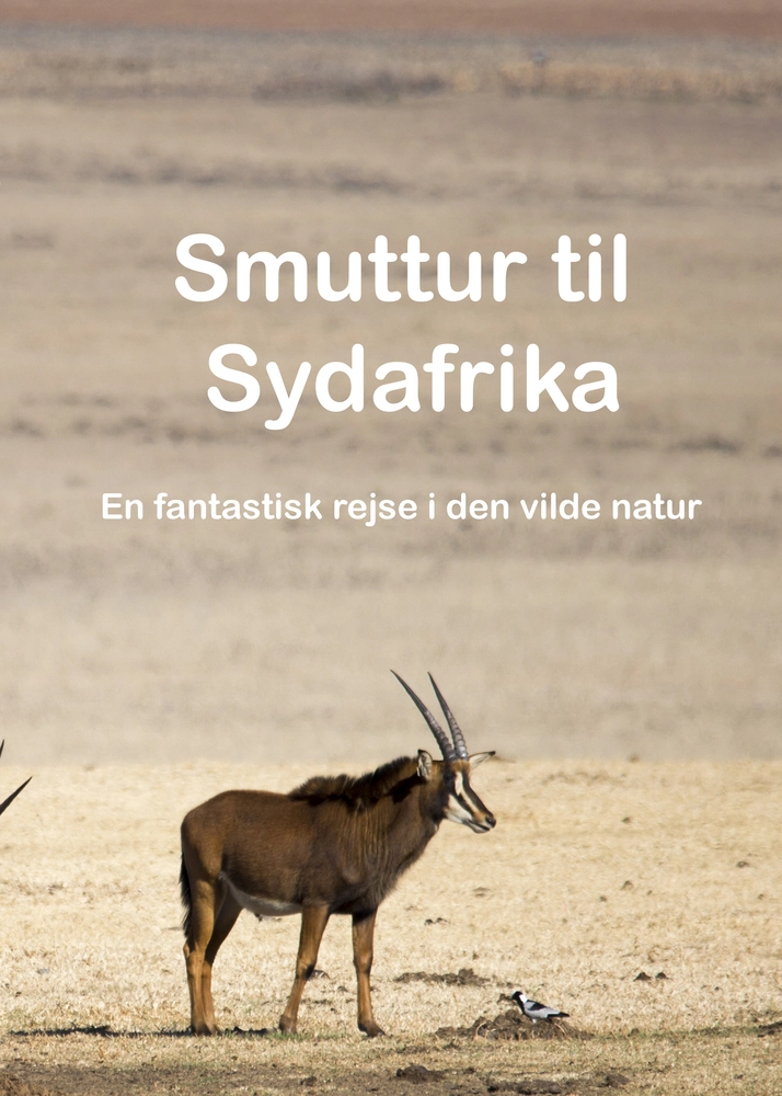 Smuttur Til Sydafrika En Fantastisk Rejse I Den Vilde Natur