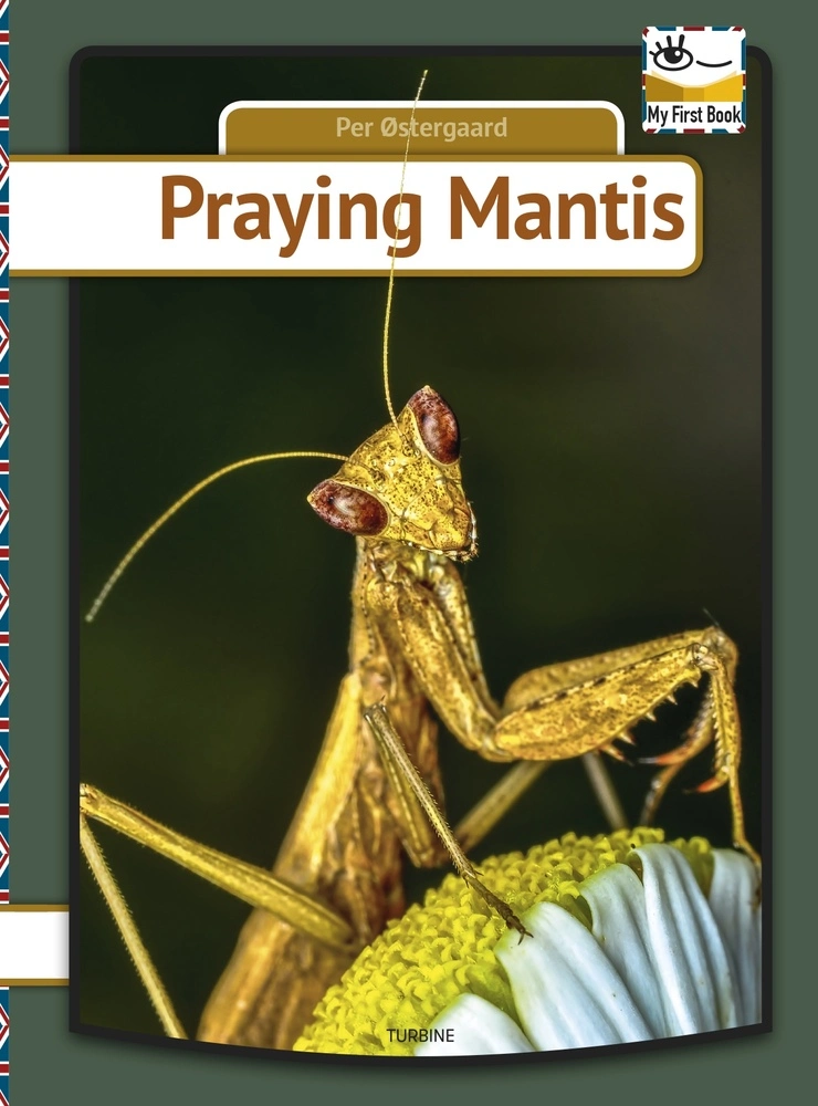 Billede af Praying mantis