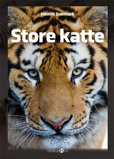 STORE KATTE