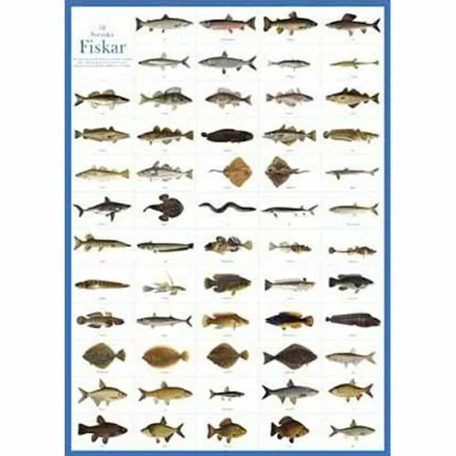 Svenska fiskar - plakat