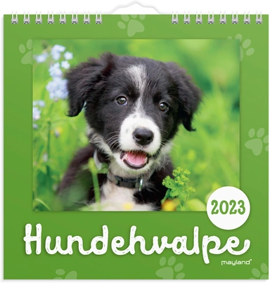 Vægkalender hundehvalpe 2023 