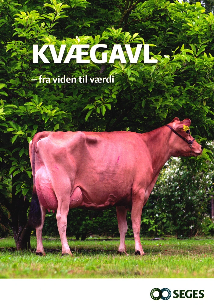 Billede af Kvægavl