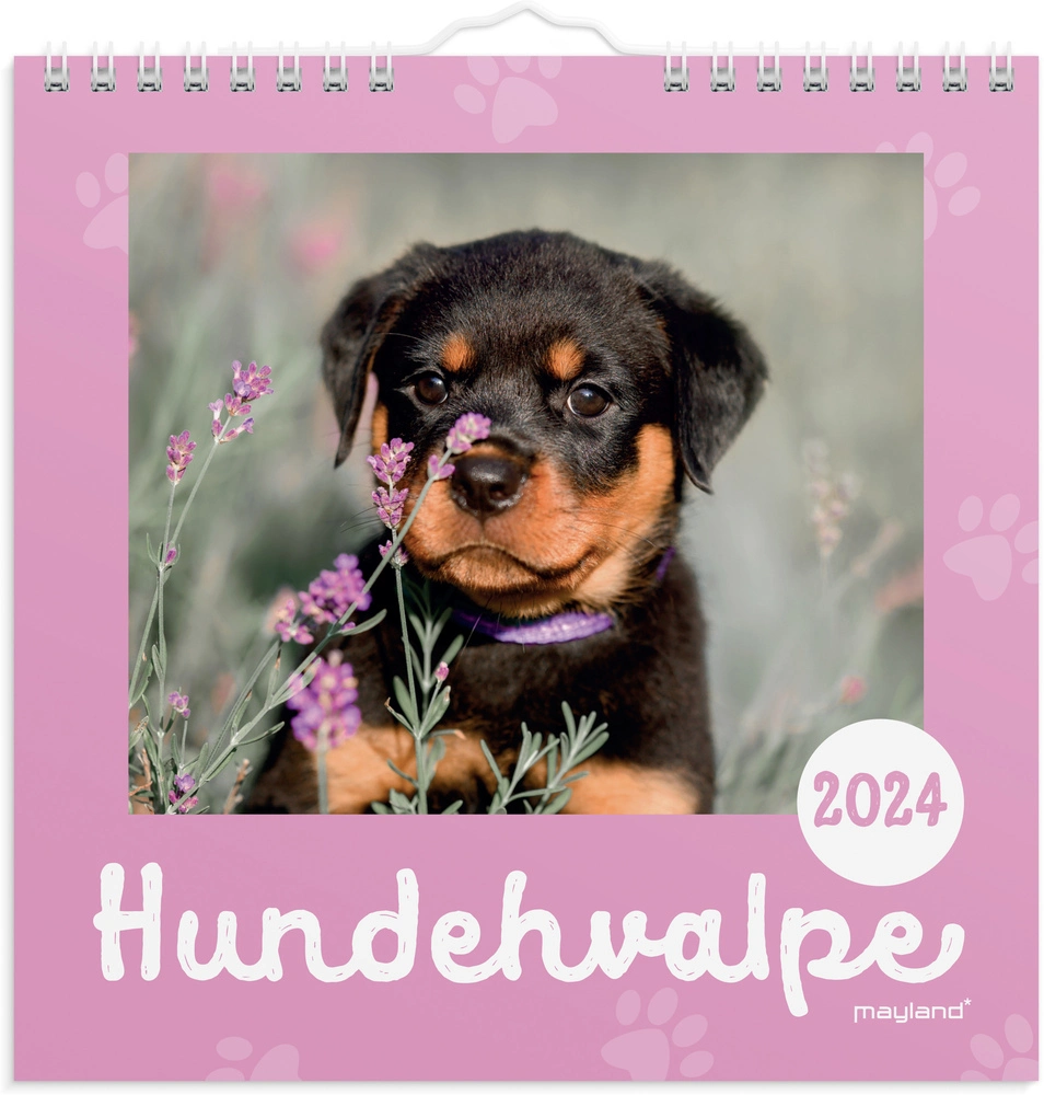 Vægkalender 2024 hundehvalpe