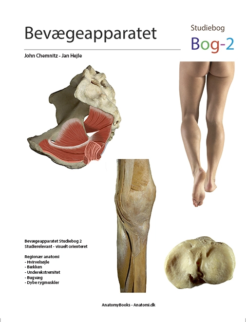 Billede af Bevægeapparatet - Bog2