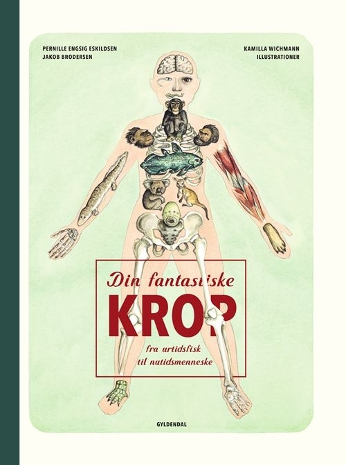 Billede af Din fantastiske krop - fra urtidsfisk til nutidsmenneske