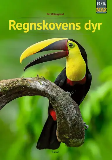 Regnskovens dyr