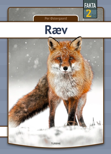 Ræv