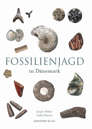 Fossilienjagd in Dänemark