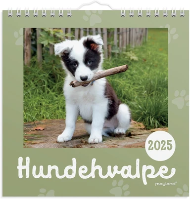 Vægkalender 2025 hundehvalpe 16 x 16 cm