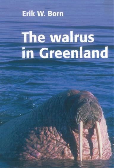 The walrus in Greenland