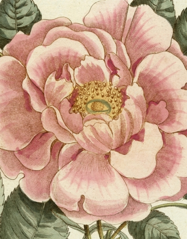 John Derian Picture Book Ii