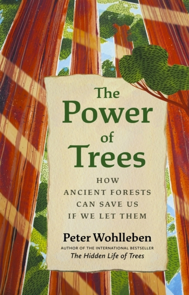 The Power Of Trees How Ancient Forests Can Save Us If We Let Them