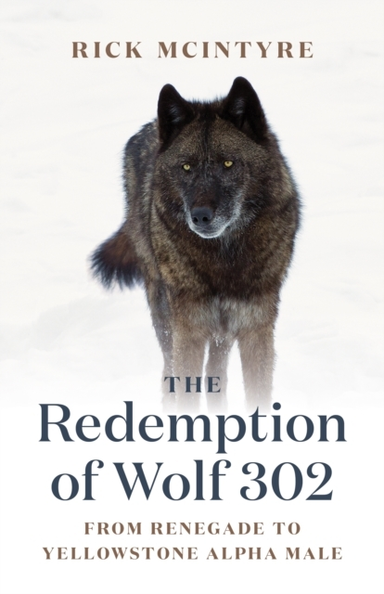 The Redemption Of Wolf 302 From Renegade To Yellowstone Alph