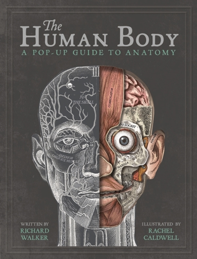 The Human Body A Pop-Up Guide To Anatomy