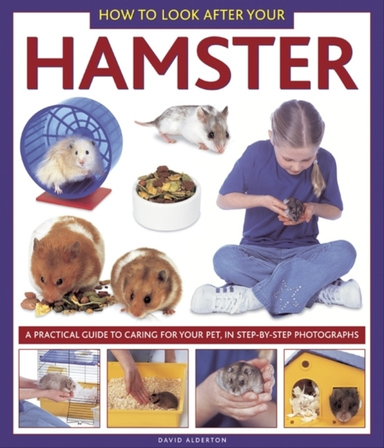 How To Look After Your Hamstera Practical Guide To Caring Fo