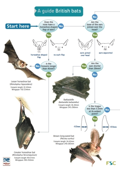 A Guide To British Bats