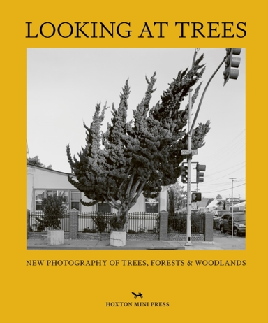 Looking At Treesnew Photography Of Trees Forests & Woodland