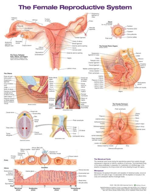 Billede af The Female Reproductive System Anatomical Chart