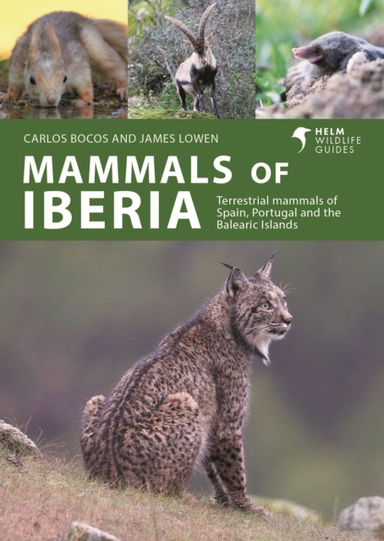 Mammals Of Iberia Terrestrial Mammals Of Spain, Portugal And
