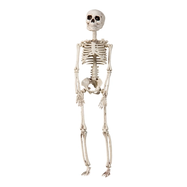 Skelet 29 cm