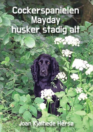 Cockerspanielen Mayday husker stadig alt