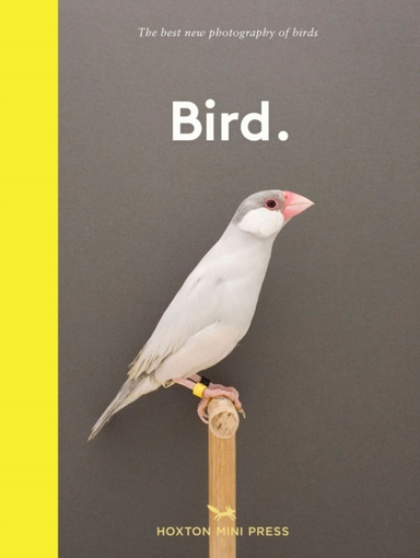 New Photography of the Bird