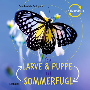 Fra larve & puppe til sommerfugl