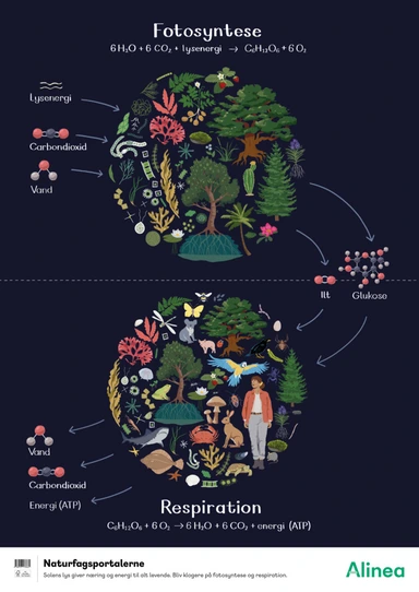 Plakat: Fotosyntese og respiration