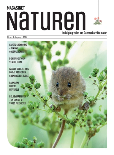 Magasinet Naturen Nr. 4 - 2026