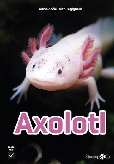 Axolotl