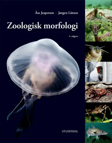 Zoologisk morfologi