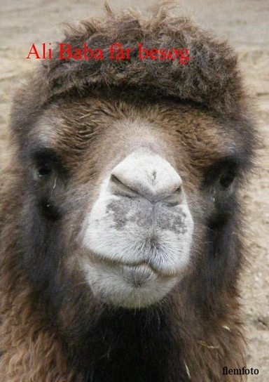 Ali Baba får besøg