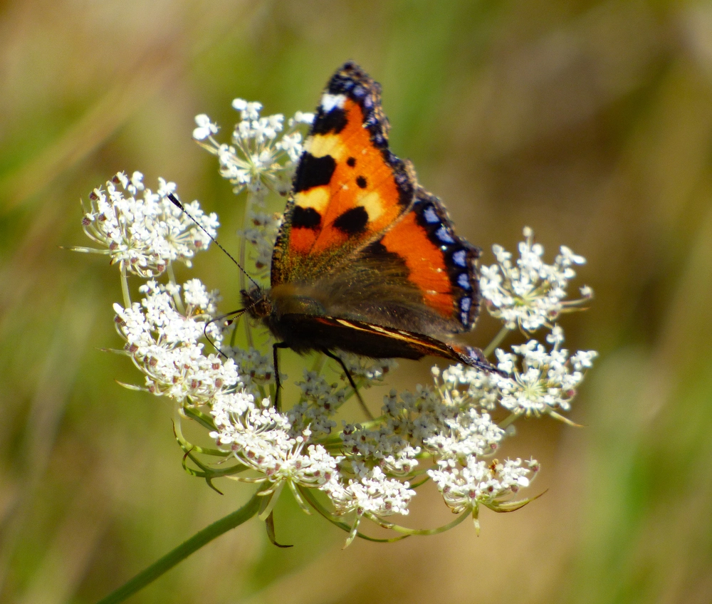 Livsstils ændrende kogekunst