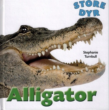 STORE DYR: Alligator