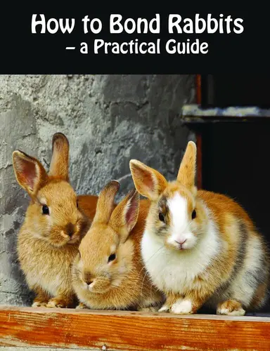 How to Bond Rabbits - a Practical Guide