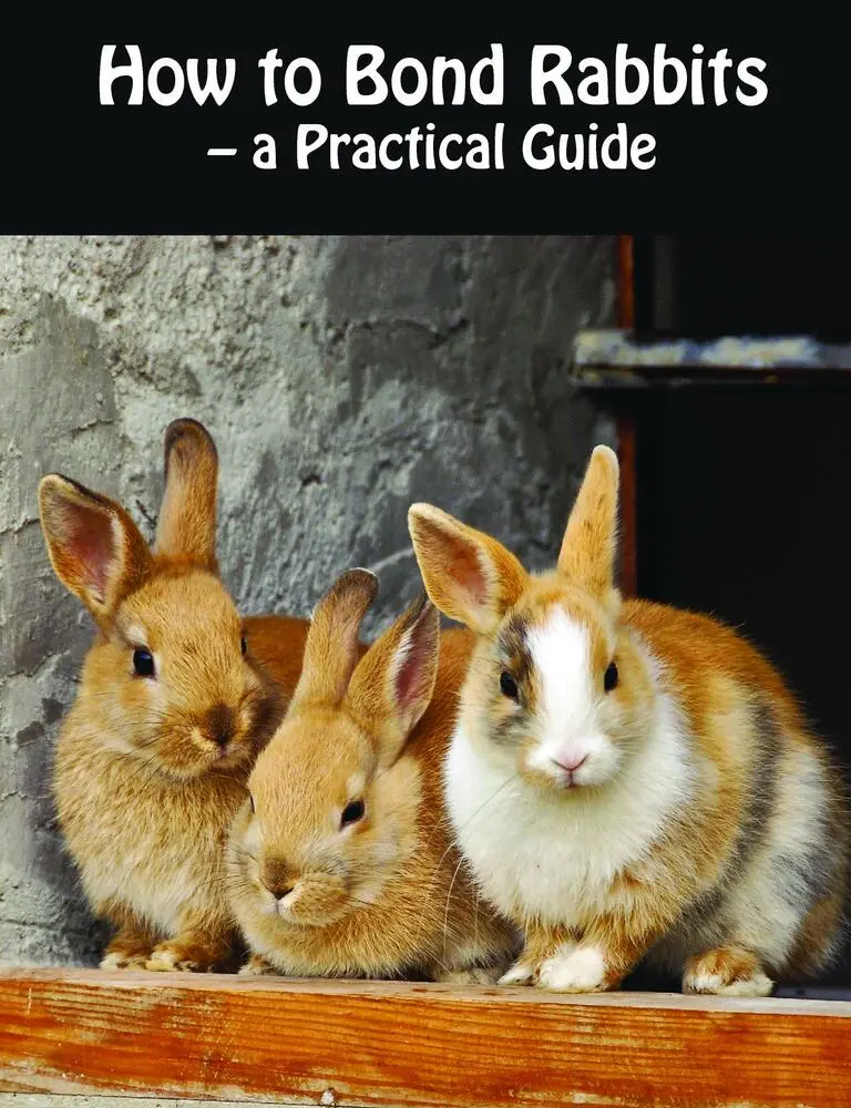 How to Bond Rabbits - a Practical Guide